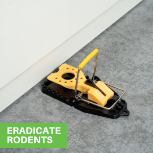 ERADICATE RODENTS