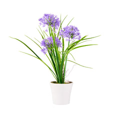 Fiore Round Violet Plastic Violet Allium in Plastic Pot - 4