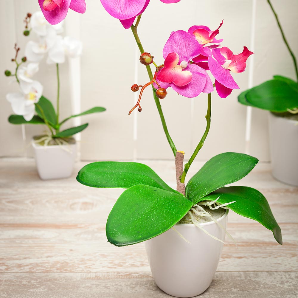 Fiore Round Magenta Plastic Moth Orchid in Plastic Pot - 8 Blooms - 4" x 4" x 15" - 12 count box