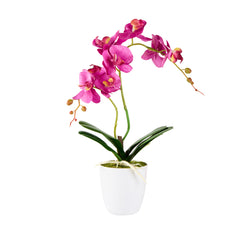 Fiore Round Magenta Plastic Moth Orchid in Plastic Pot - 8 Blooms - 4