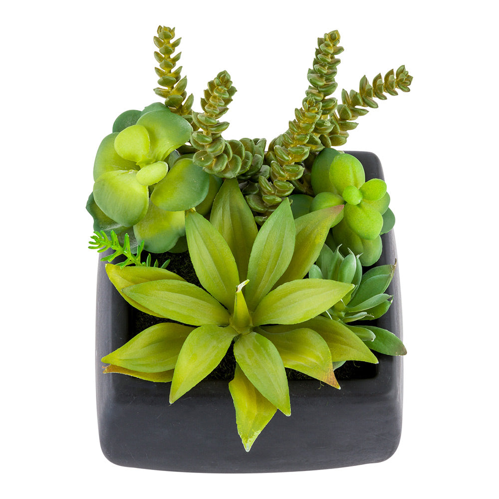 Plastic Table Art Faux Succulent Arrangement - Porcelain Planter, Black - 6" x 6" x 8 1/2" - 1 count box