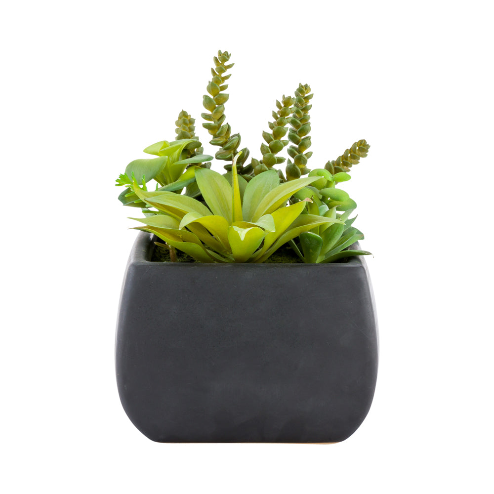 Plastic Table Art Faux Succulent Arrangement - Porcelain Planter, Black - 6" x 6" x 8 1/2" - 1 count box